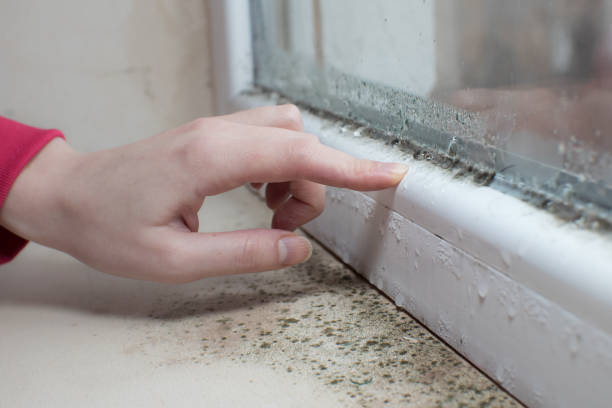 Best Basement Mold Removal  in Lake Geneva, WI